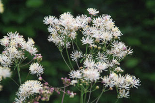 Thalictrum aquilegifolium 'Album'Akeleiruit bestellen